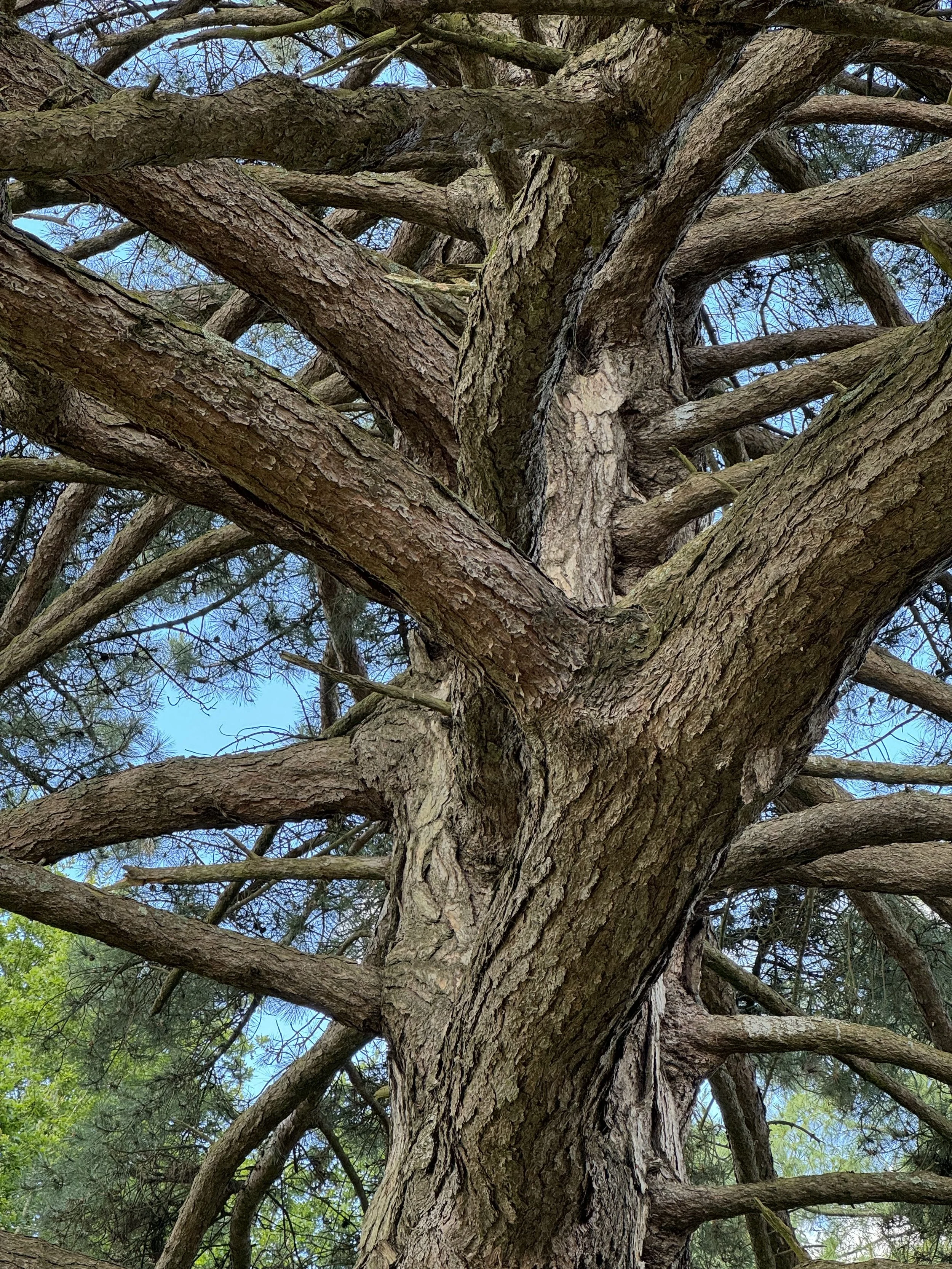 Leonardslee Awarded New Champion Status for Seven Trees | Leonardslee ...