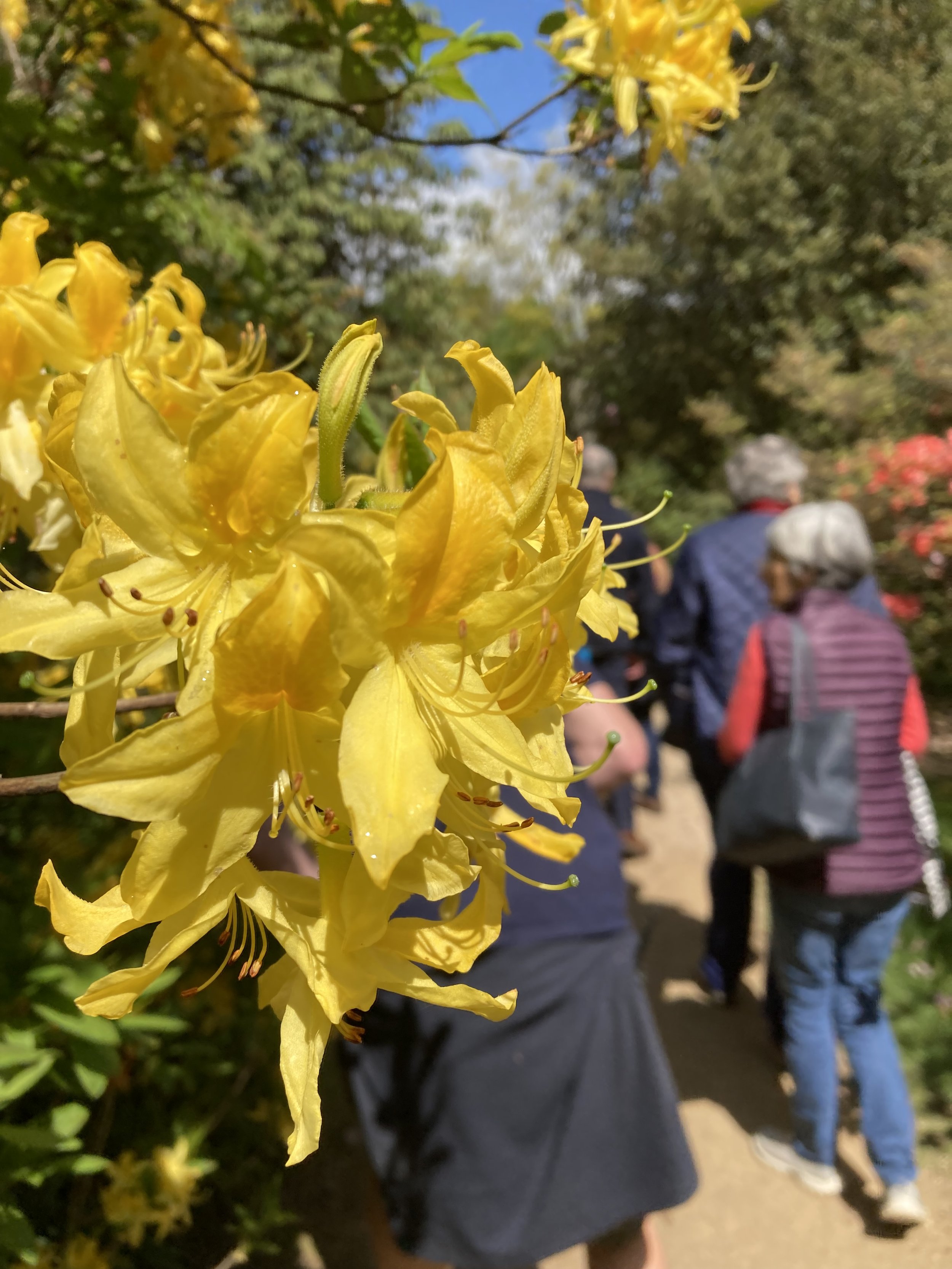 Spring-walk-Jamie-middle-walk-azalea-luteum.JPG