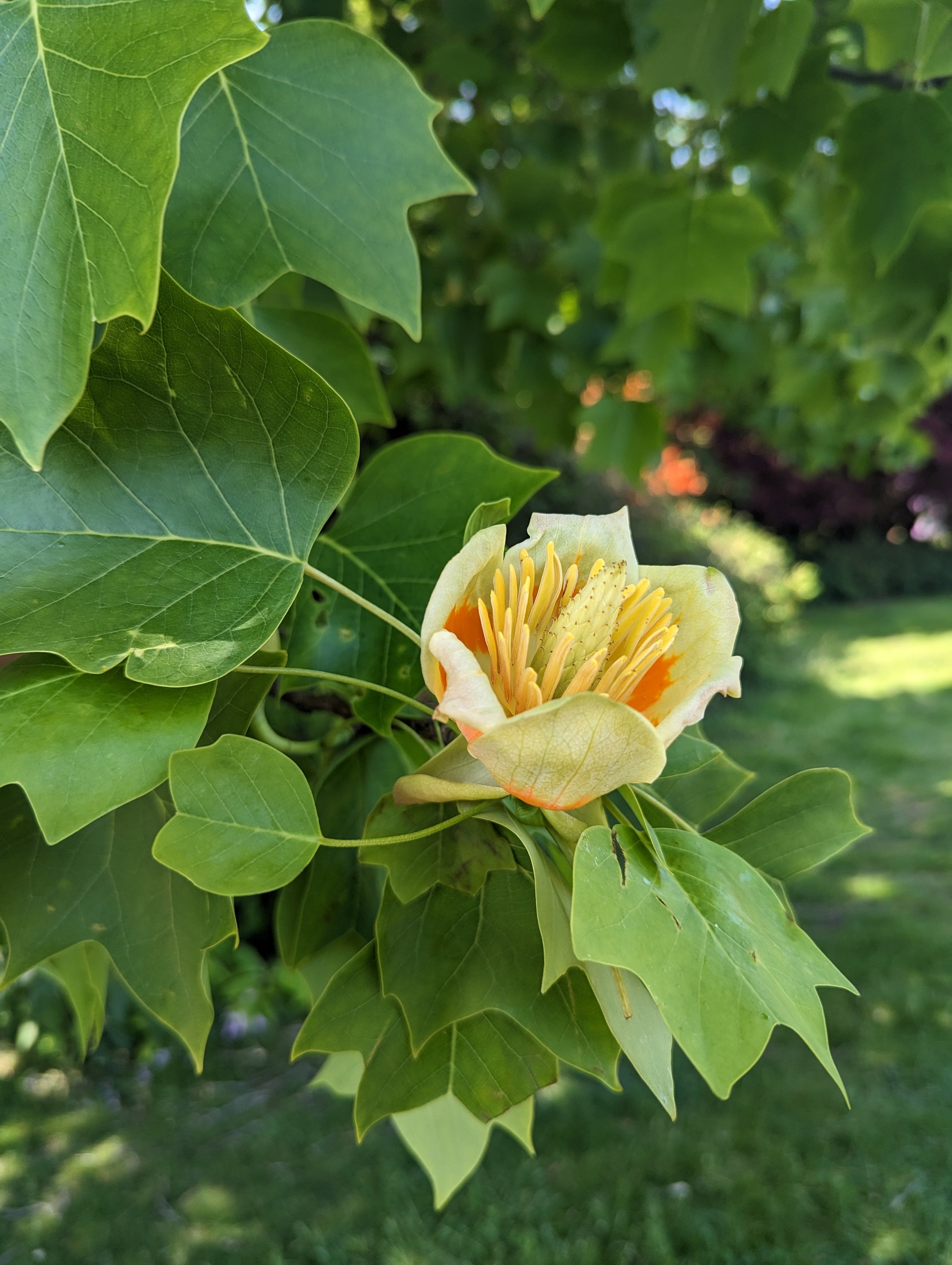 Tulip-tree-leonardslee-west-sussex (1).jpg