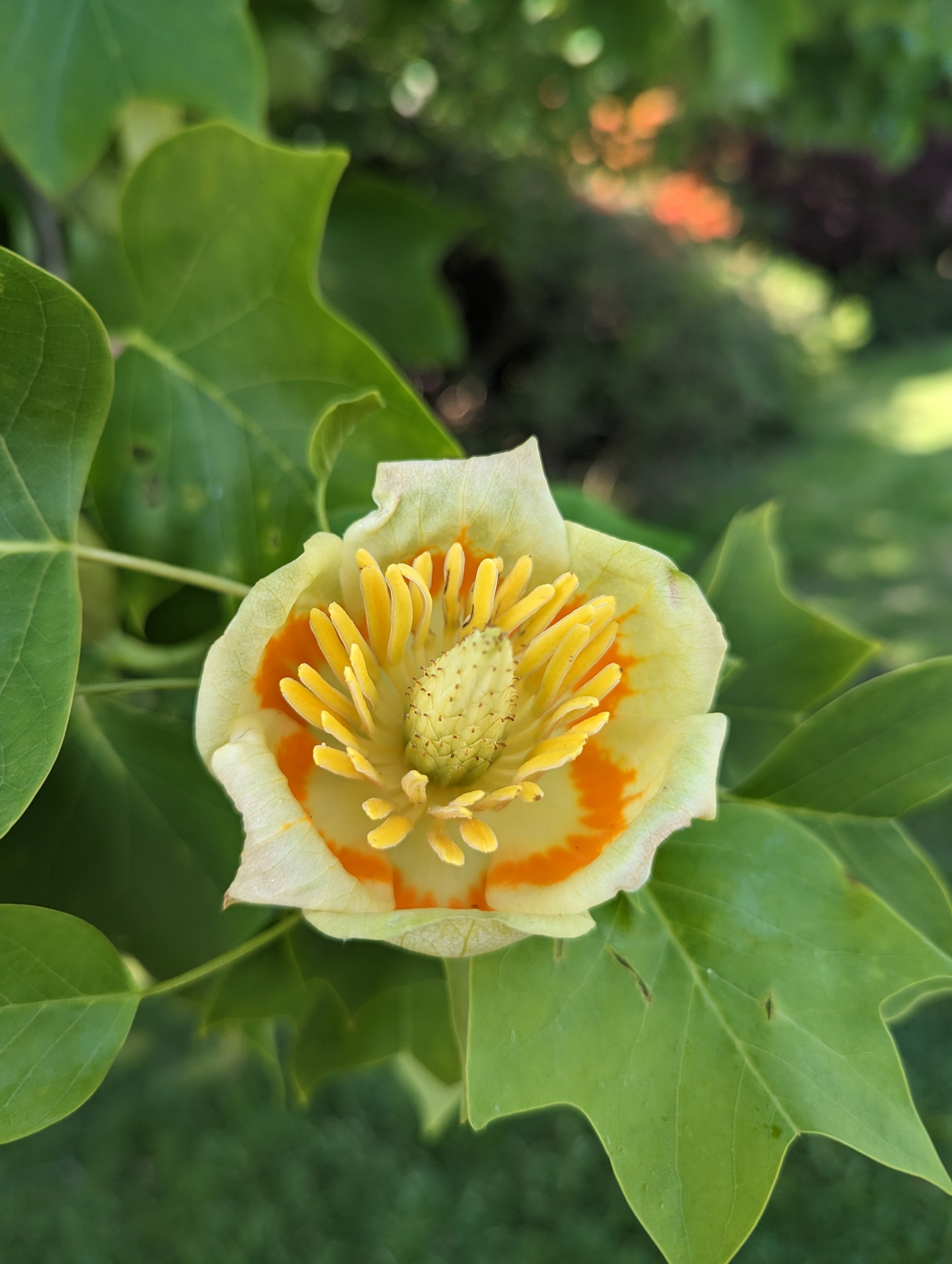 Tulip-tree-leonardslee-west-sussex (2).jpg