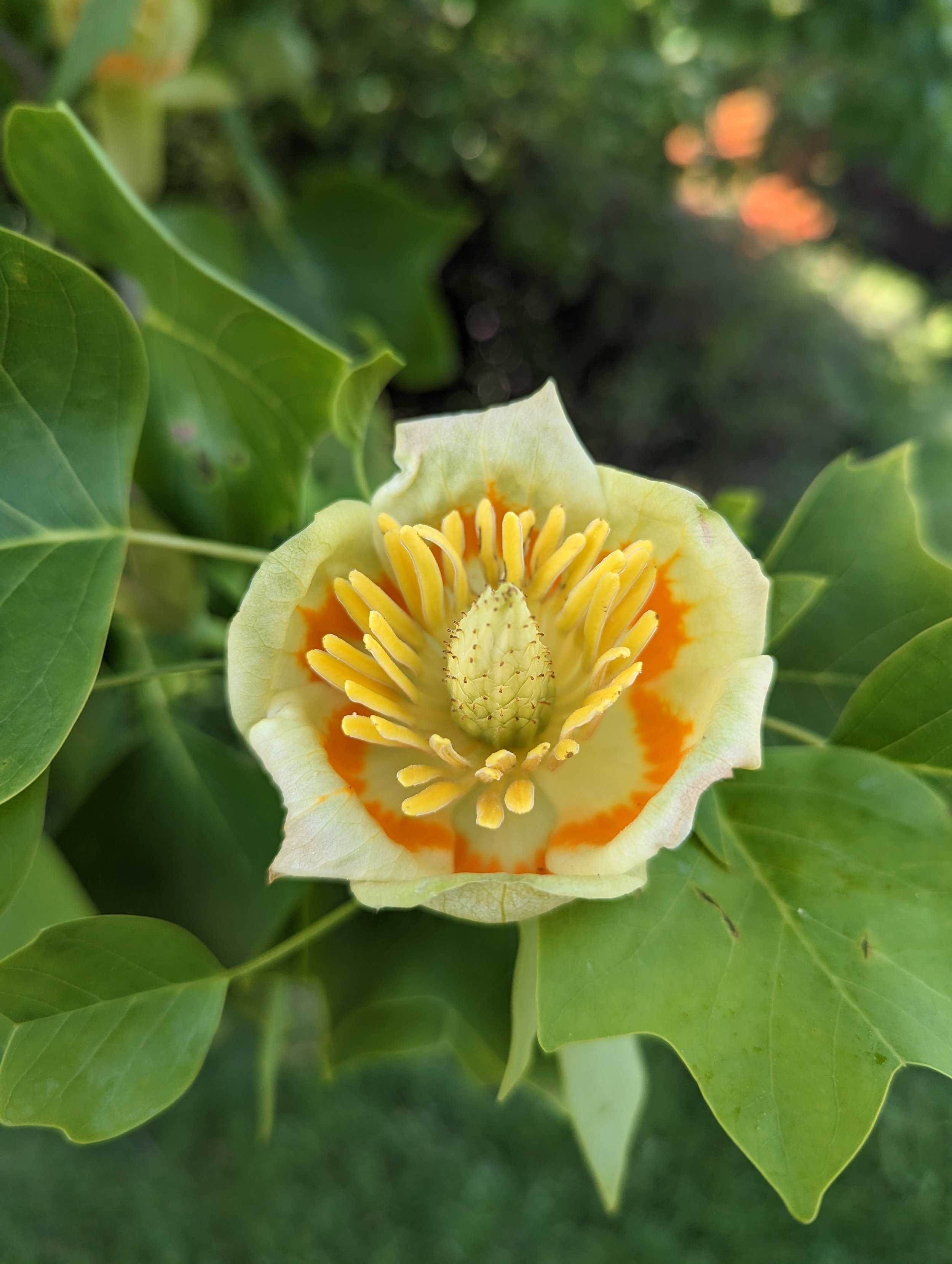 Tulip-tree-leonardslee-west-sussex (3).jpg
