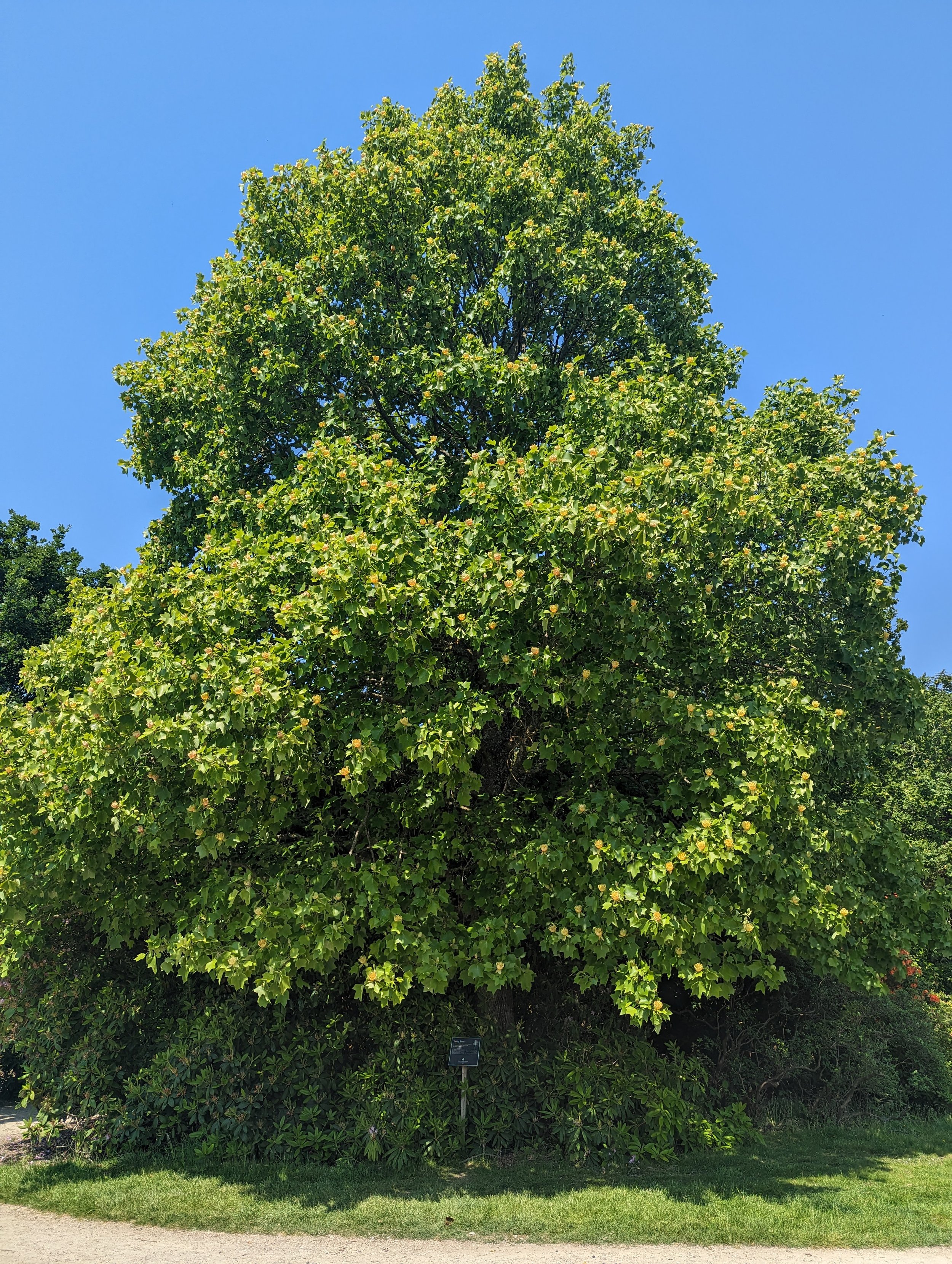 Tulip-tree-leonardslee-west-sussex (4).jpg