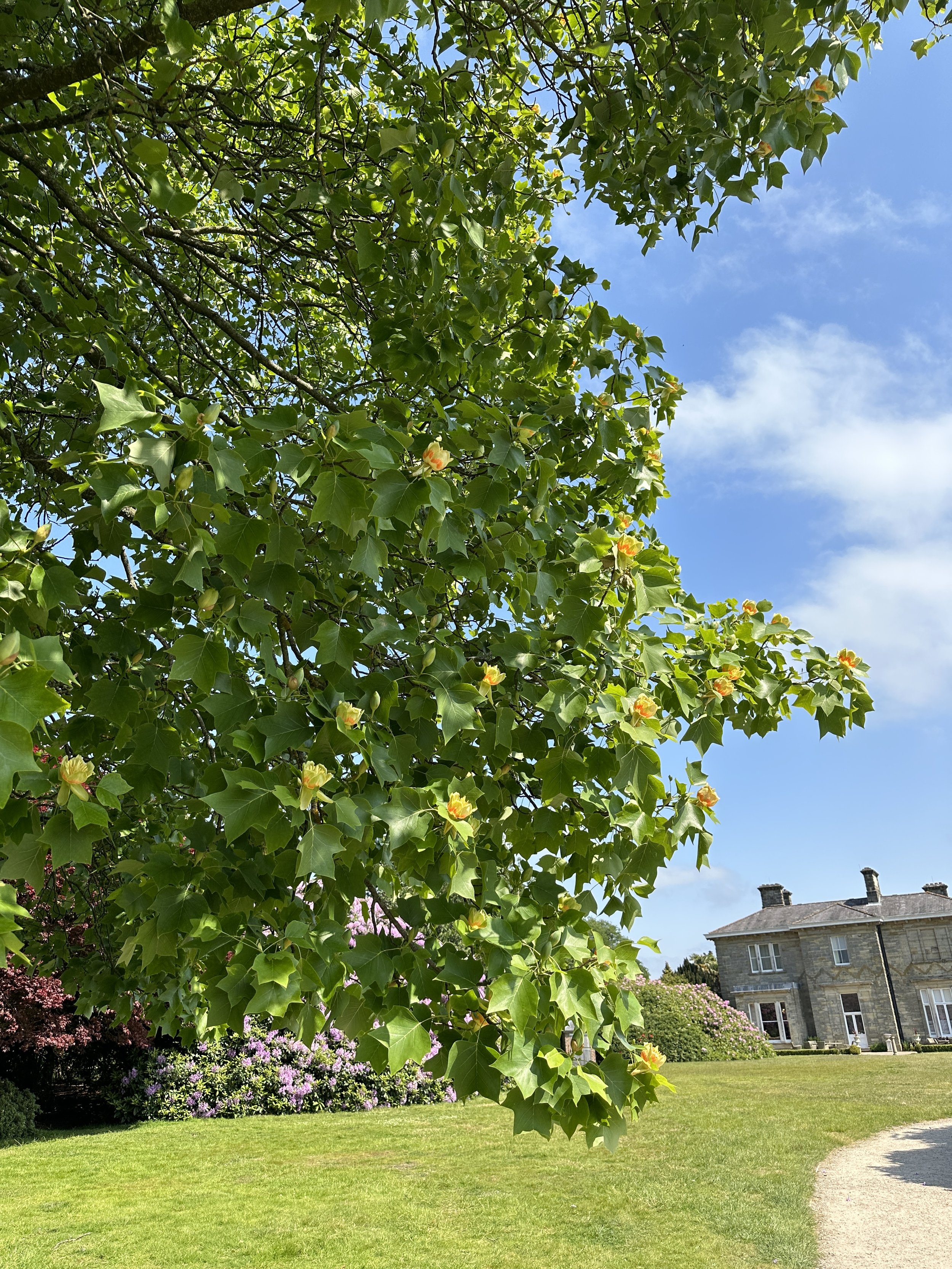 Tulip Tree Leonardslee  (1).JPG