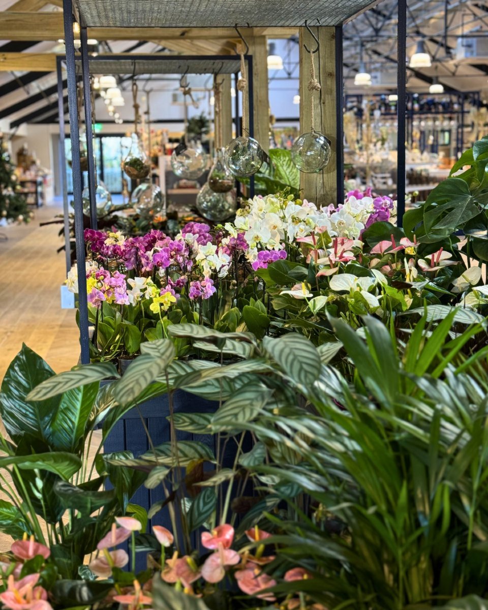 🌿 July Leonardslee Member Exclusives 🌿

Leonardslee membership offers incredible value all year round - with unlimited access to our Grade I listed gardens, FREE tickets to our magical winter light trail, plus exclusive discounts on events, food, d