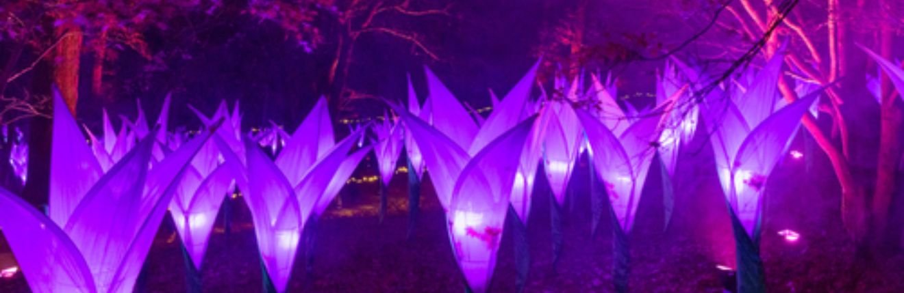 Leonardslee lights 2024 (13).jpg