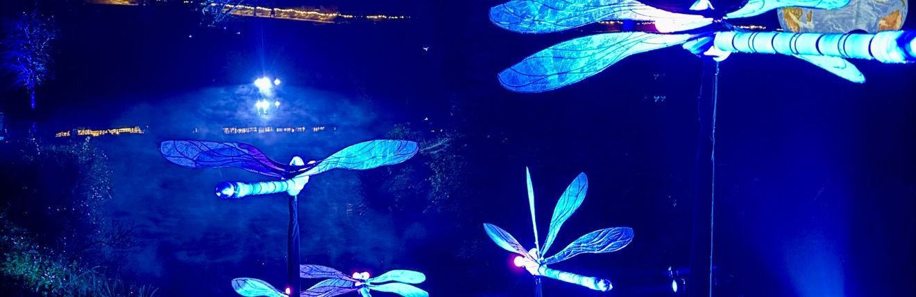 The Damsel Flies