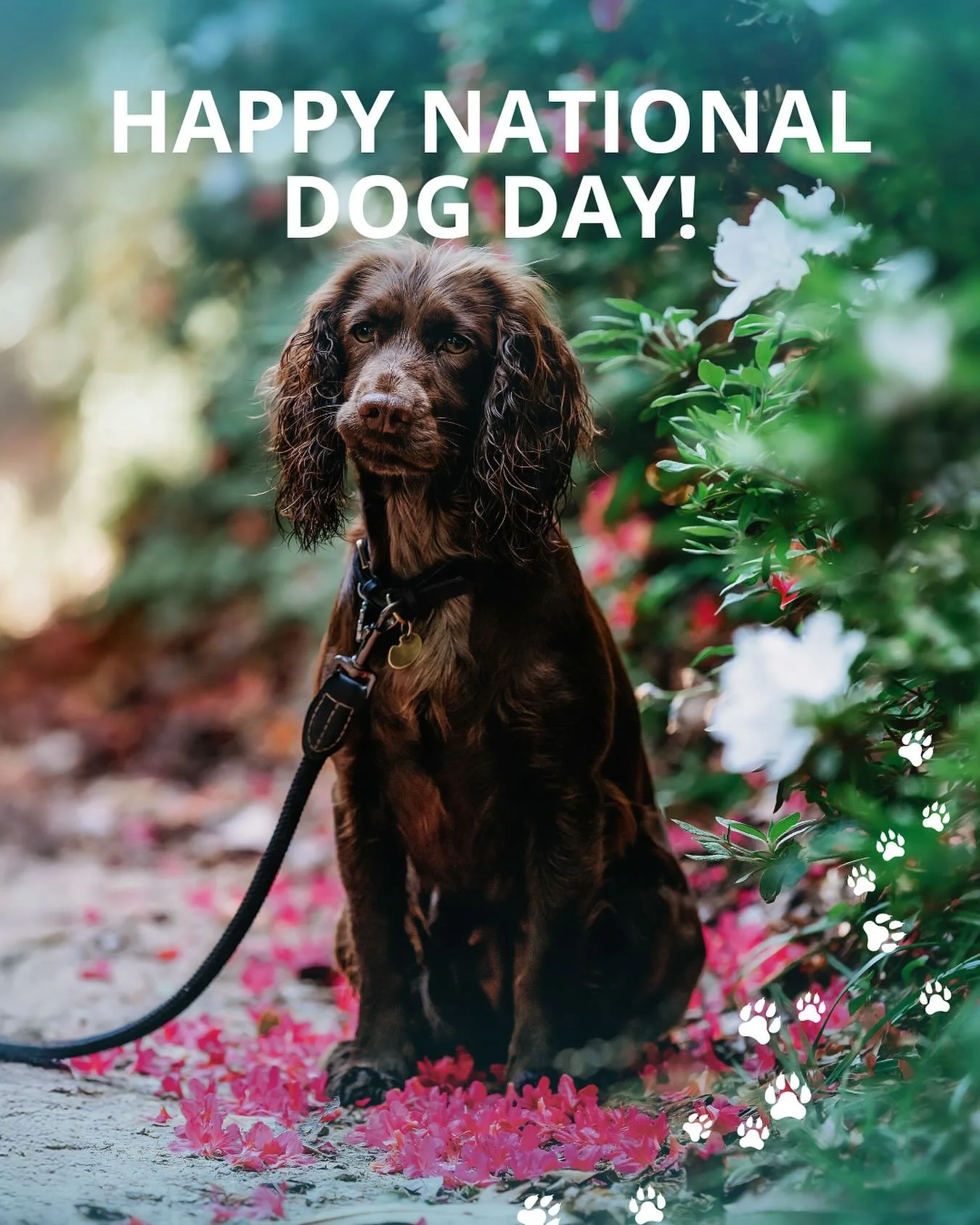 🐾 Happy National Dog Day! 🐶✨

At Leonardslee, we&rsquo;re proud to be a dog-friendly estate and we love nothing more than seeing your four-legged family members exploring the gardens, tails wagging and noses sniffing out adventure. 🌿🐕

Bring your