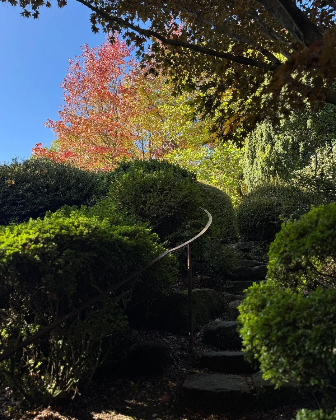 Blue skies, autumn light and changing leaves... our famous Rock Garden is a perennial visitor favourite, and a wonderful area of the gardens to visit for vibrant colours, distinctive textures and beautiful views. 

#RockGarden #BeautifulGardens #Gard
