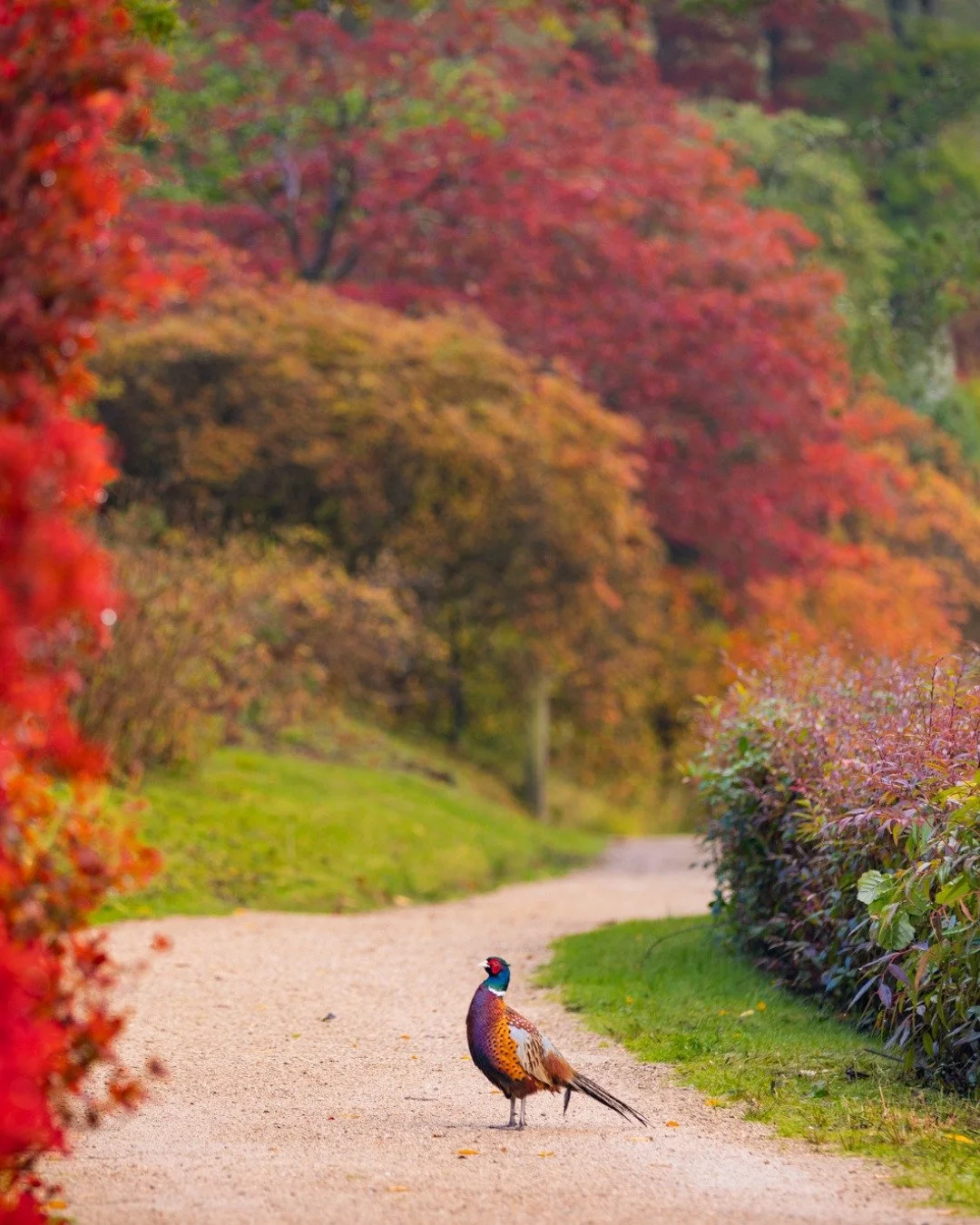 We&rsquo;re delighted to share that we&rsquo;ve been awarded Gold in the Heritage Parks &amp; Gardens category at the South &amp; South East in Bloom Awards 2025 🌿 

This recognition means so much, not only because it&rsquo;s our first time entering