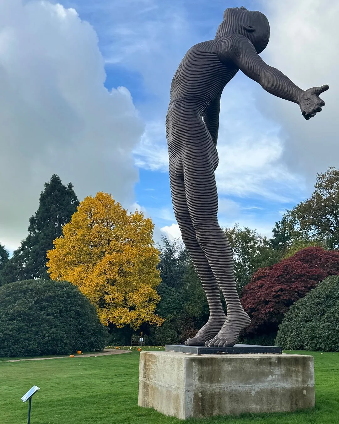 Our beautiful American Tulip Tree can be found on Leonardslee House Lawn, near the wallaby enclosure. A much larger specimen once stood closer to the house but was sadly lost during the Great Storm of 1987.

One of the first American trees to be cult