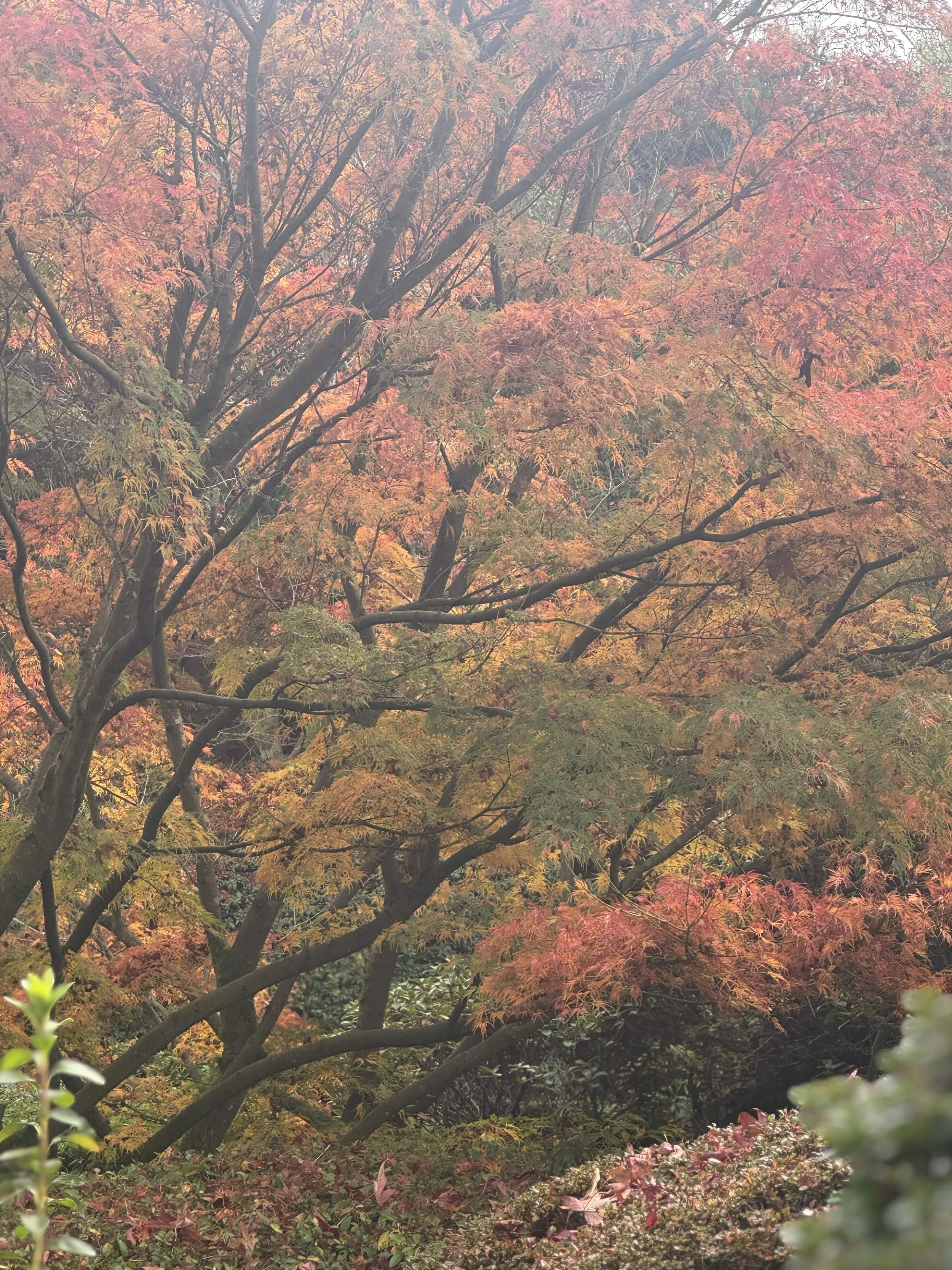 Leonardslee Gardens Tree  (2).jpg