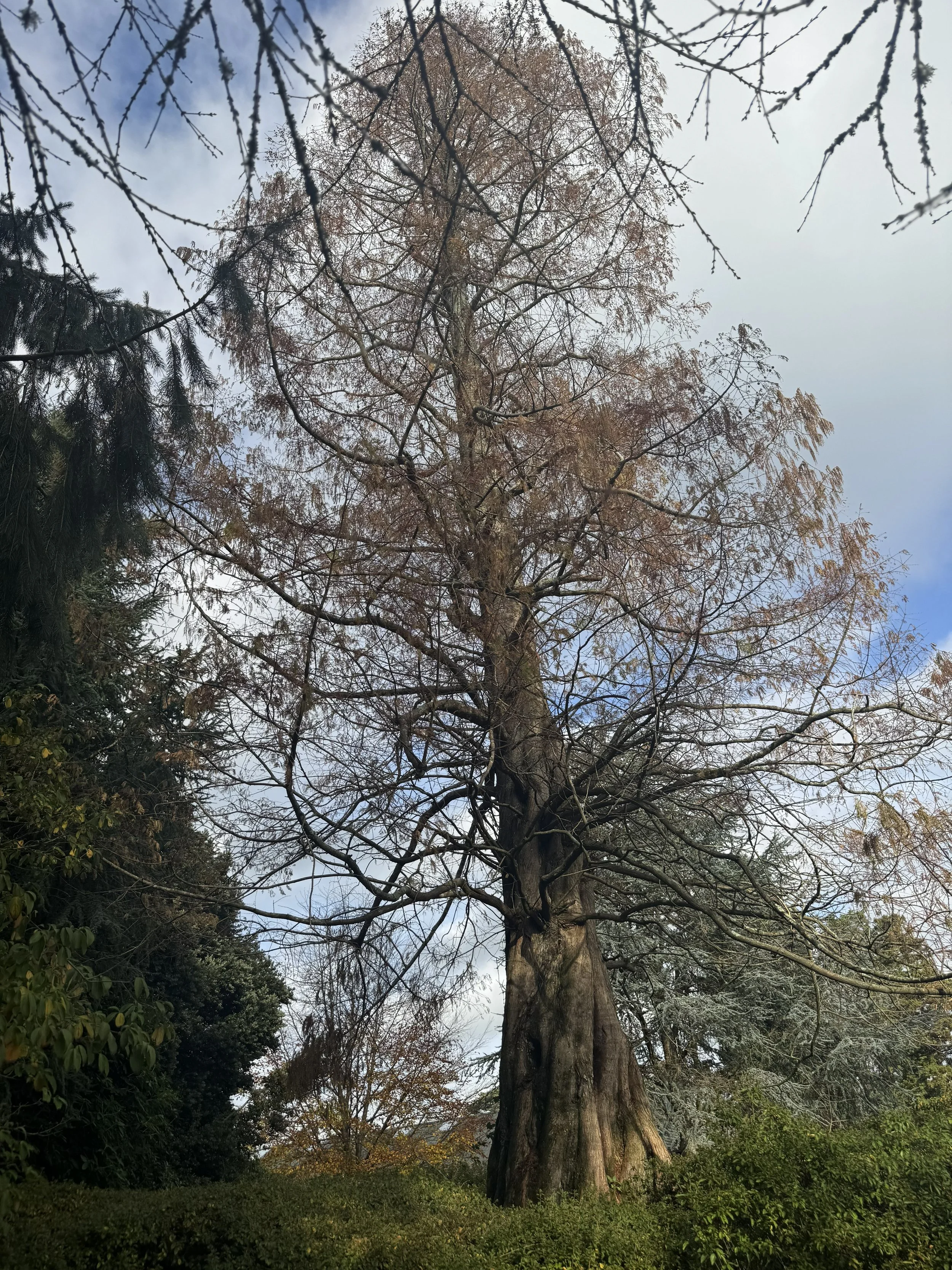 Leonardslee Gardens Tree  (3).jpg