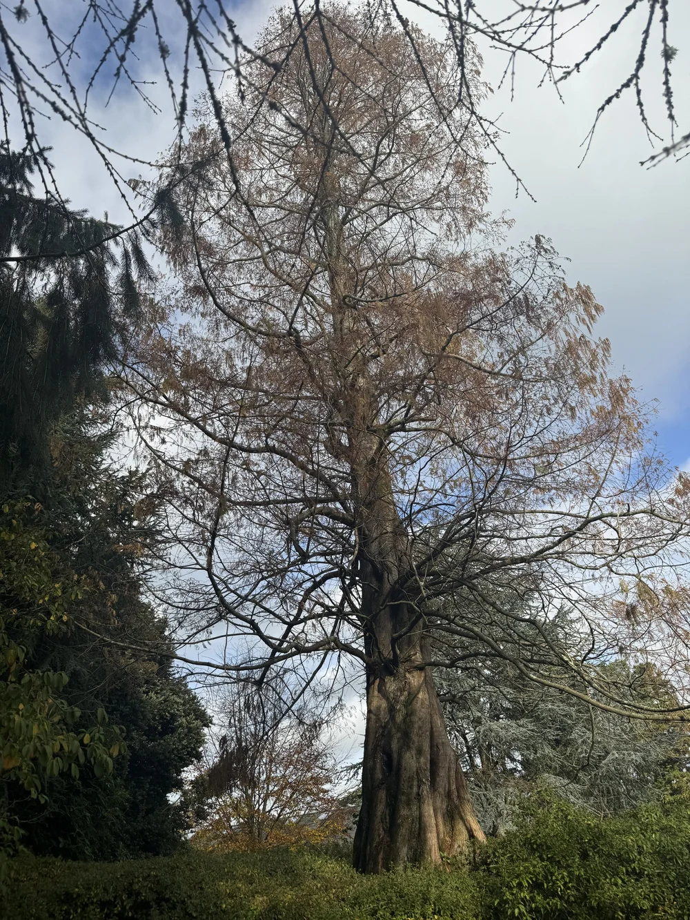 Leonardslee Gardens Tree  (3).jpg