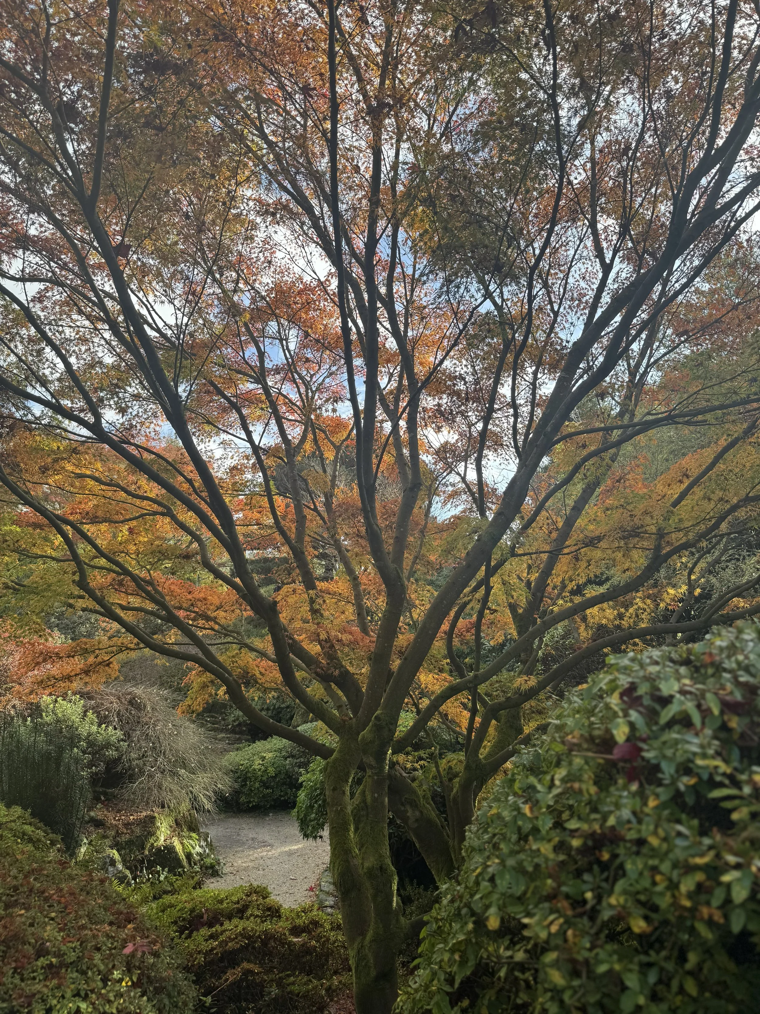 Leonardslee Tree weeks.jpg