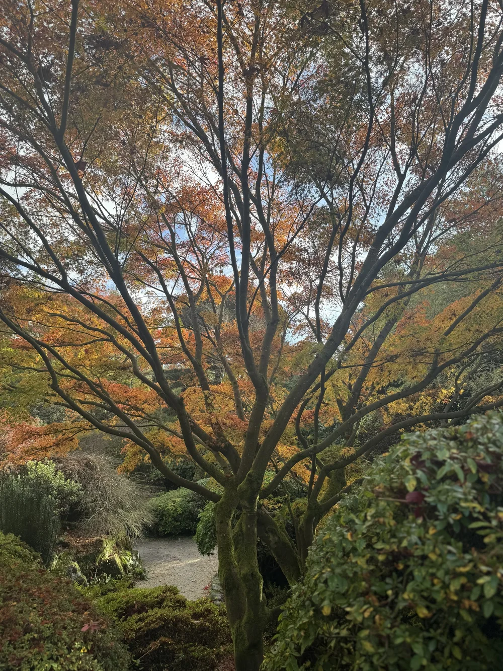 Leonardslee Tree weeks.jpg