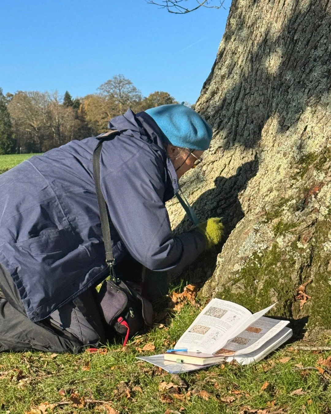 As part of our National Tree Week celebrations, we were thrilled to welcome Sylvia Davidson, who conducted a detailed lichen survey here at Leonardslee. Lichens are fascinating organisms, a partnership between fungi and algae, that quietly thrive on 