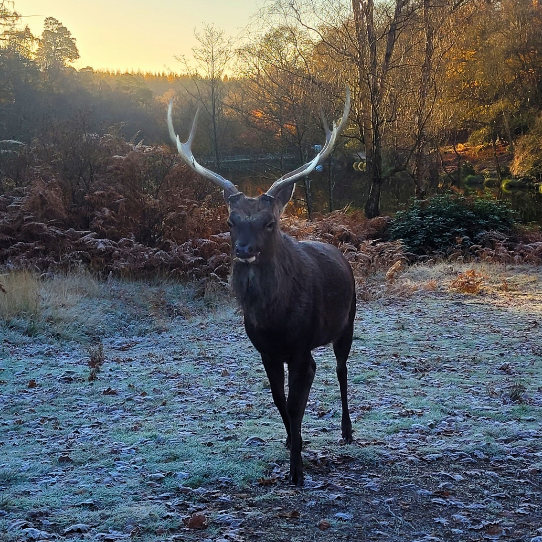 deer at Leonardslee Gardens.PNG
