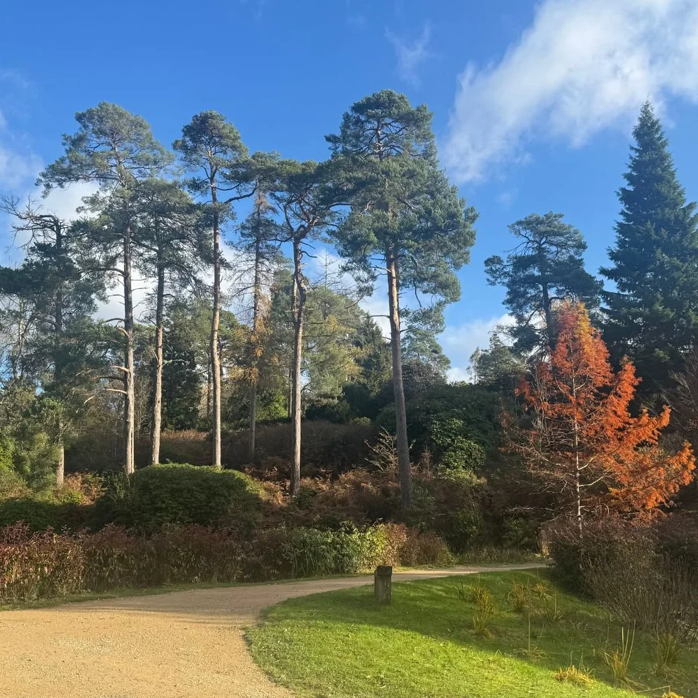 Champion Trees at Leonardslee Gardens  (1).jpg