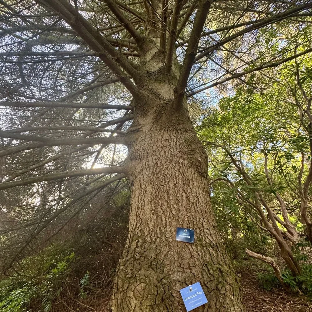 Champion Trees at Leonardslee Gardens  (3).jpg