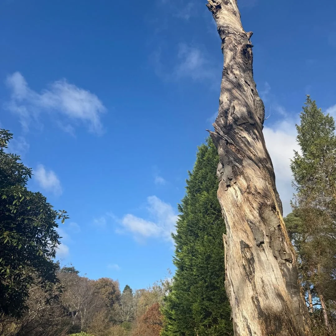 Champion Trees at Leonardslee Gardens  (4).jpg