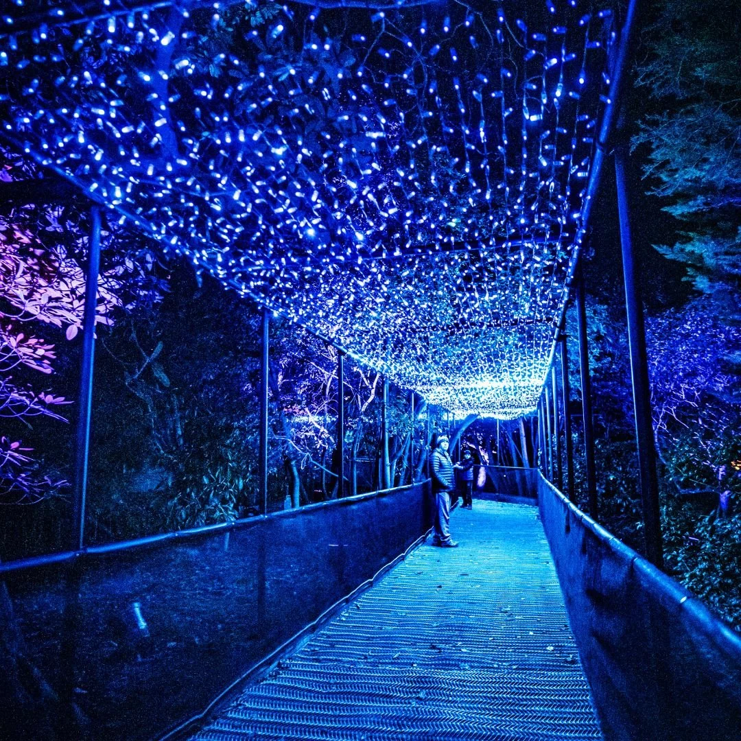 Leonardslee Lights Horsham winter lights (2).jpg