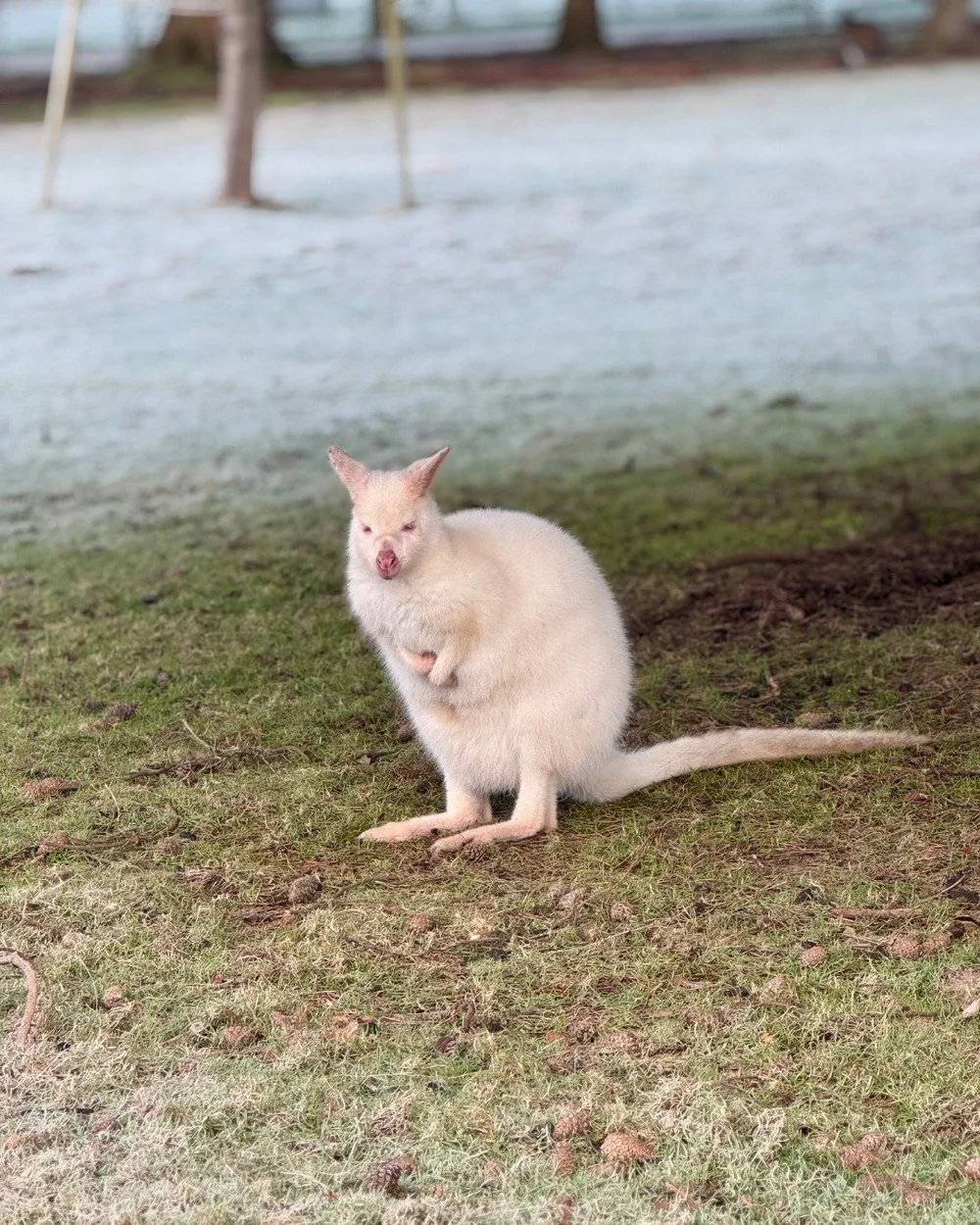 Our Bennett&rsquo;s Wallabies love winter mornings, their thick coats keep them snug as they forage in the frost 🦘❄️ 

#LeonardsleeGardens #FamilyFunSussex #NatureLoversUK #WildlifePhotography #WinterAtLeonardslee #LeonardsleeWallabies #FamilyFunSus