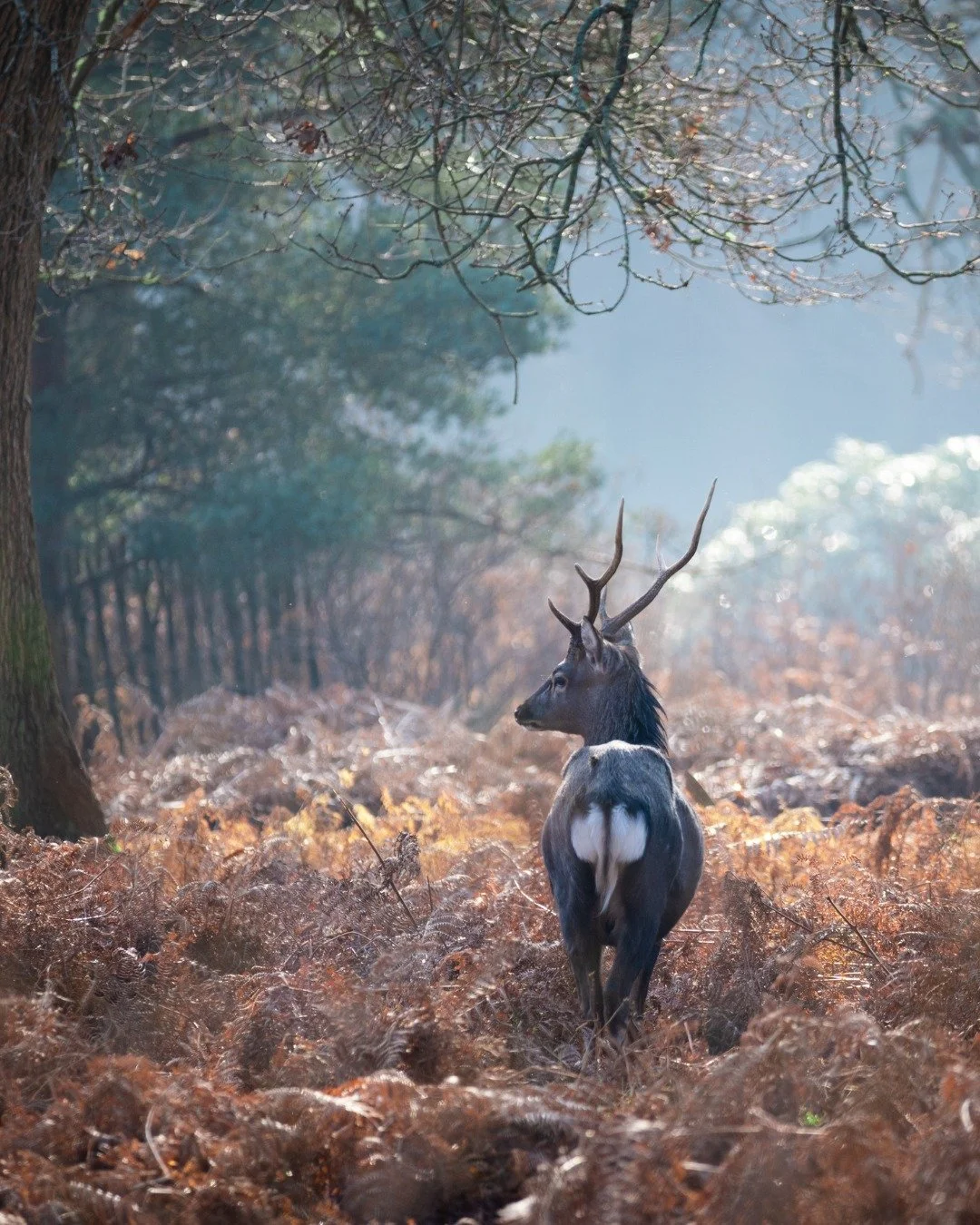 A winter walk through our Deer Park feels like stepping into a storybook. Shy by nature, these beautiful animals are experts at blending in with their surroundings and it can be hard to spot them. But, once you do? It's a really special experience an