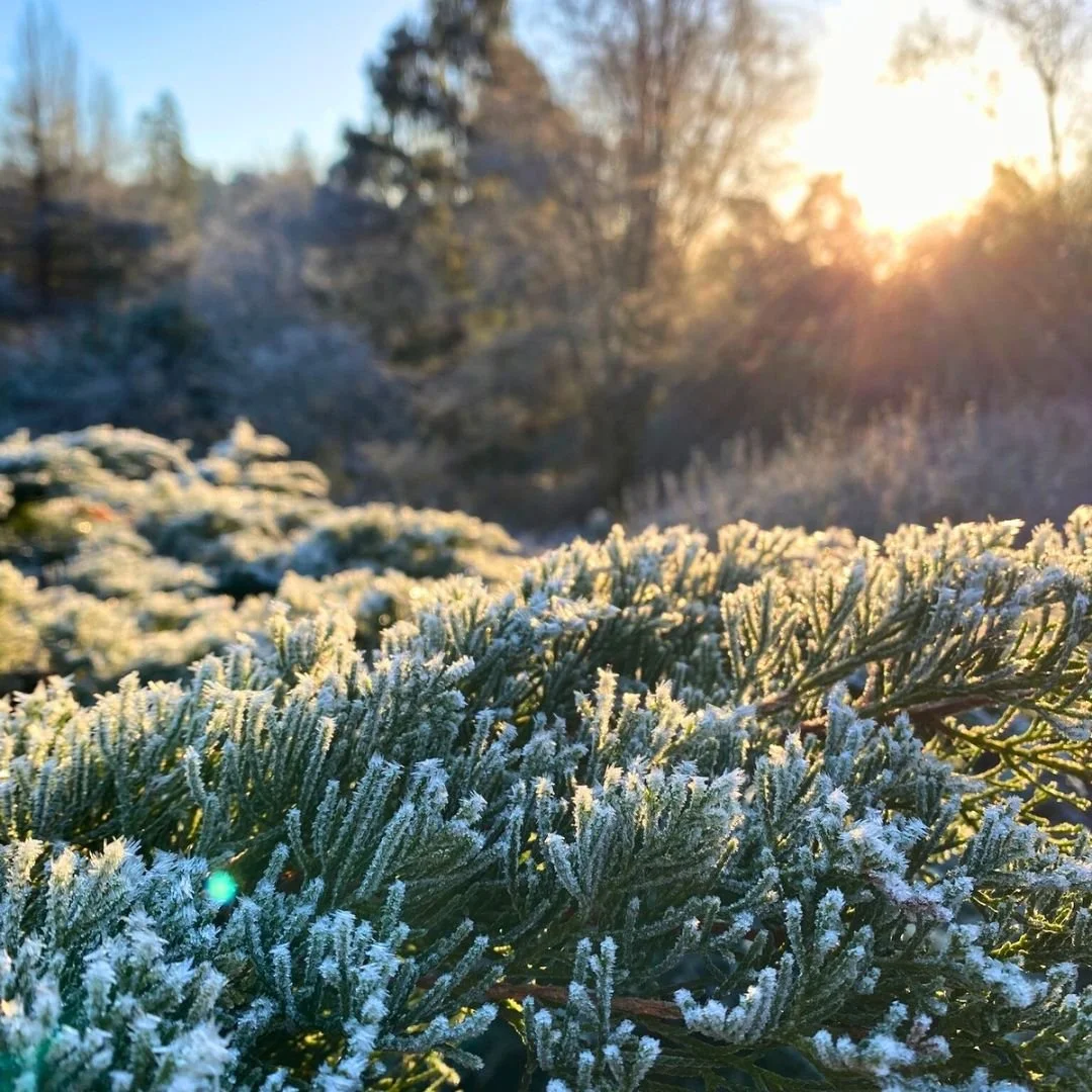 January Leonardslee Gardens Horsham Sussex (1).jpg