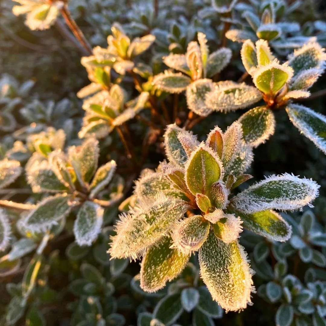 January Leonardslee Gardens Horsham Sussex (2).jpg
