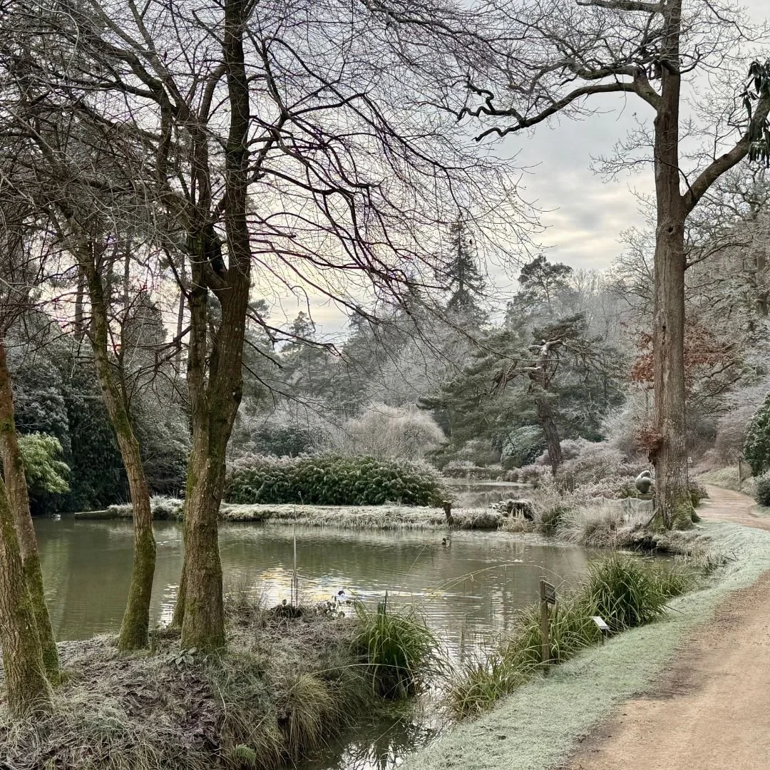 January Leonardslee Gardens Horsham Sussex (5).jpg