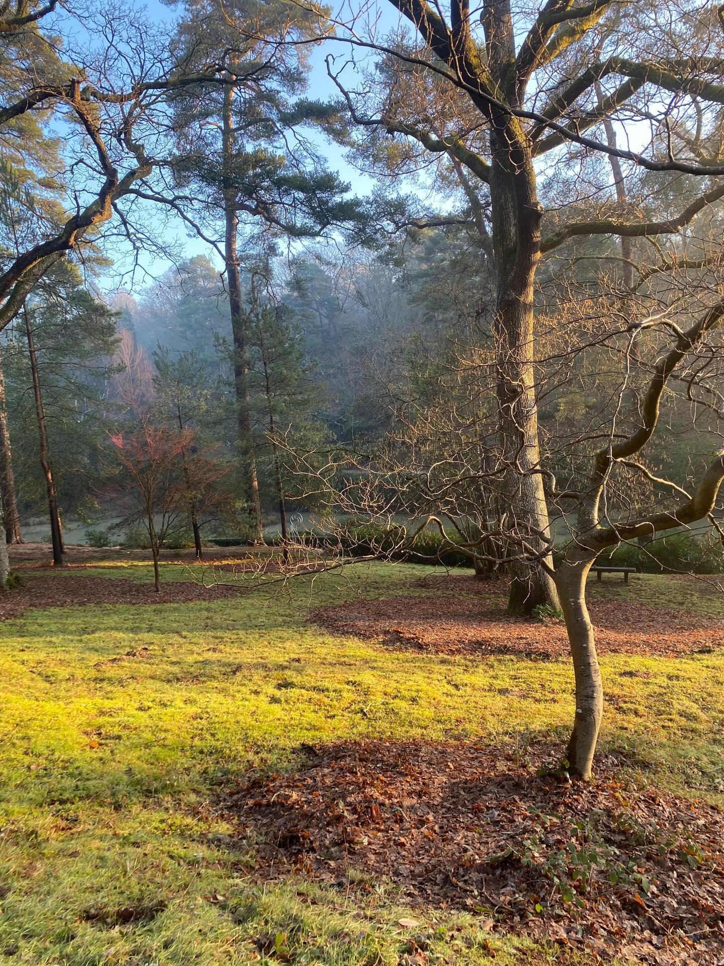 This morning&rsquo;s misty start created the most beautiful light throughout the gardens. Here, Bluebell Bank stands out in all its winter-slumbering glory.

#WinterGarden #WinterWalks #MistyMornings #Trees #Lakes