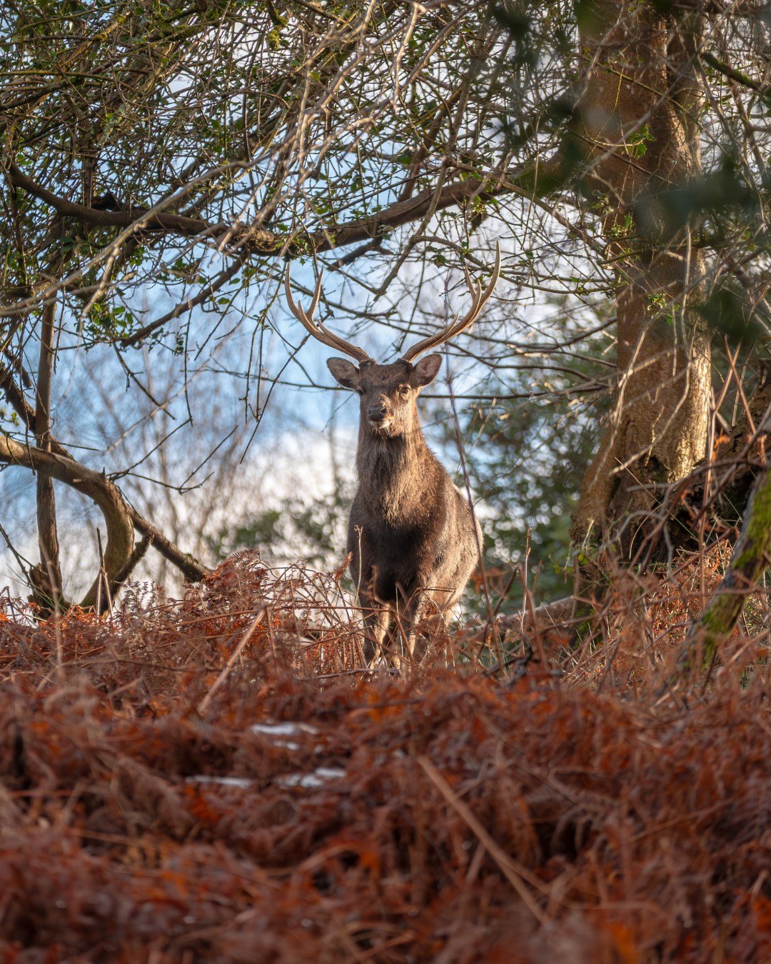 Golden light, majestic sights, and peaceful surroundings. Leonardslee winter magic at its best. ✨ 

#LeonardsleeGardens #WinterAtLeonardslee #WoodlandWalks  #WinterAtLeonardslee #SussexDaysOut