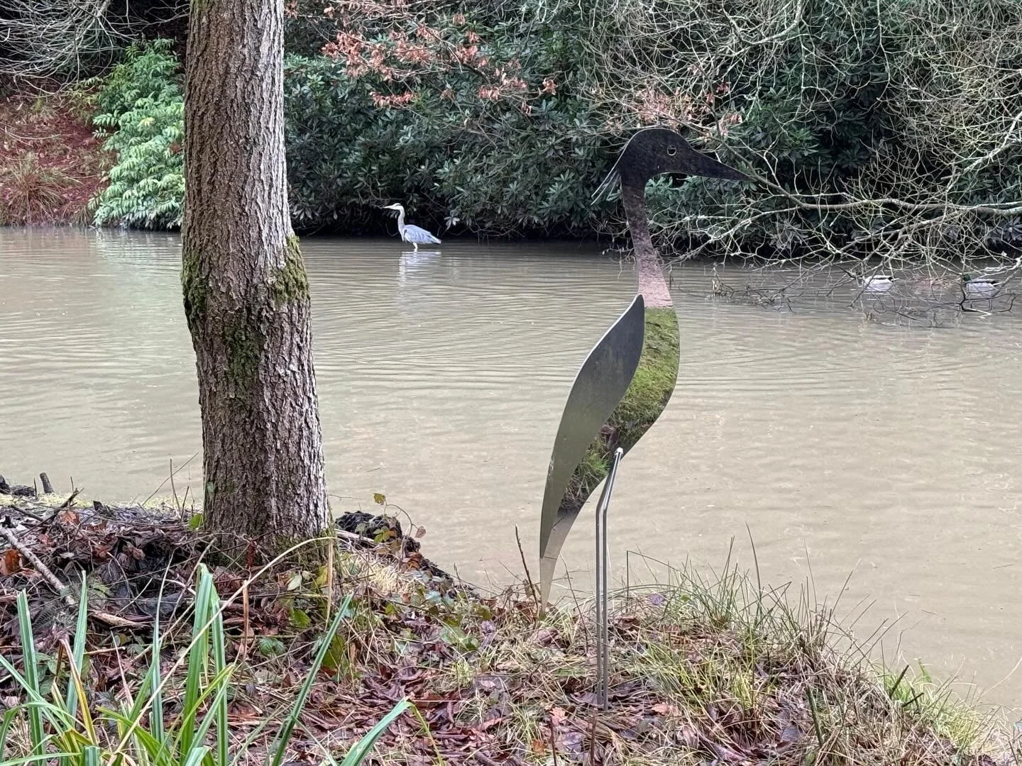 A quiet moment by the water&hellip;&nbsp;

Our resident heron was spotted gliding through the gardens, perfectly at home among the still lakes and winter branches. Often seen standing patiently at the water&rsquo;s edge, he&rsquo;s a gentle reminder 