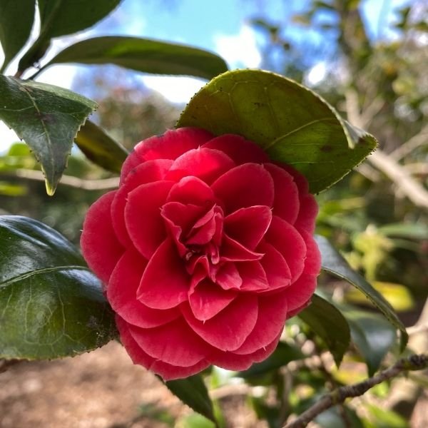Camellias at Leonardslee: A Legacy of Passion, Heritage and Beauty