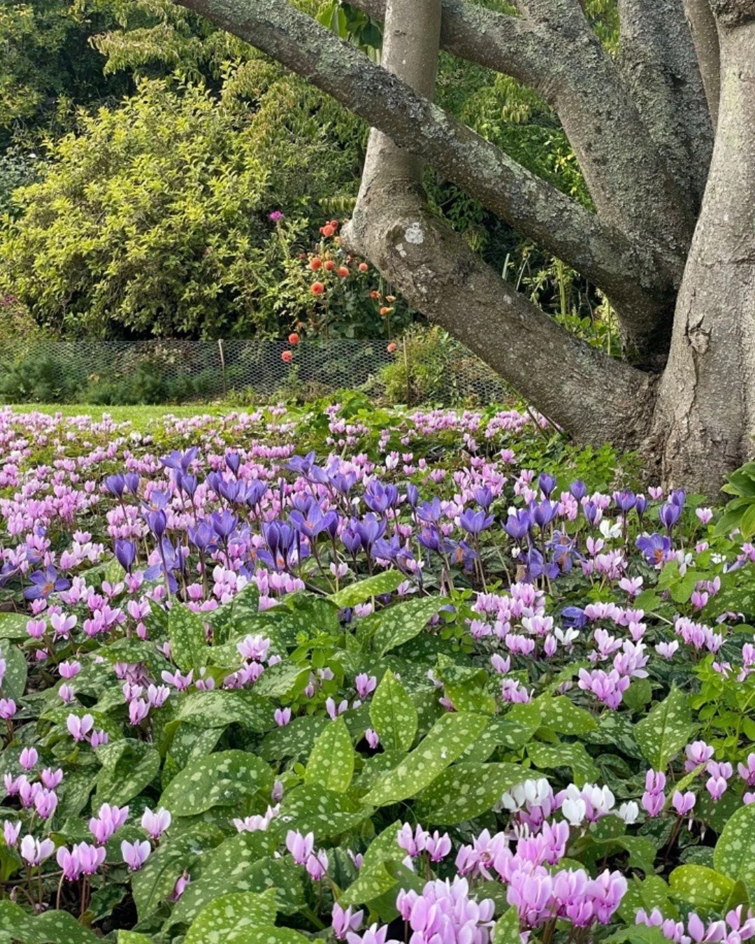 Scattered across the lawns and beneath the trees, the crocuses are blooming. 

These delicate flowers are among the first to appear each year, softly heralding the arrival of spring in the gardens.

A subtle but beautiful change in the landscape, and