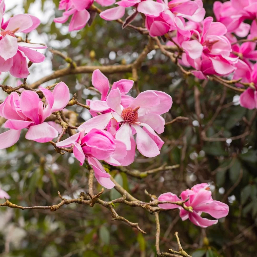 Early Signs of Spring | Leonardslee Gardens