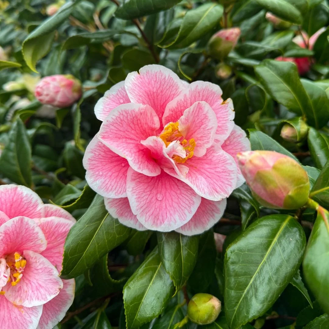 Early Spring at Leonardslee Horsham Sussex (4).jpg