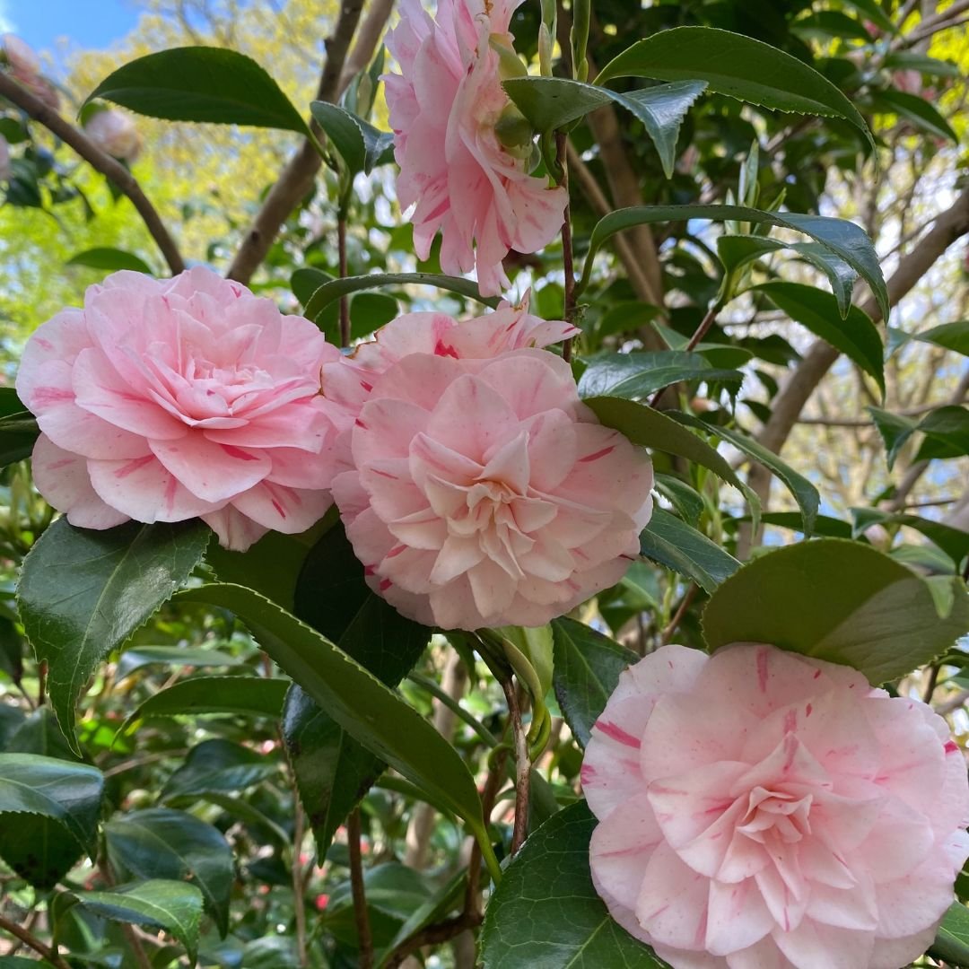 Early Signs of Spring | Leonardslee Gardens