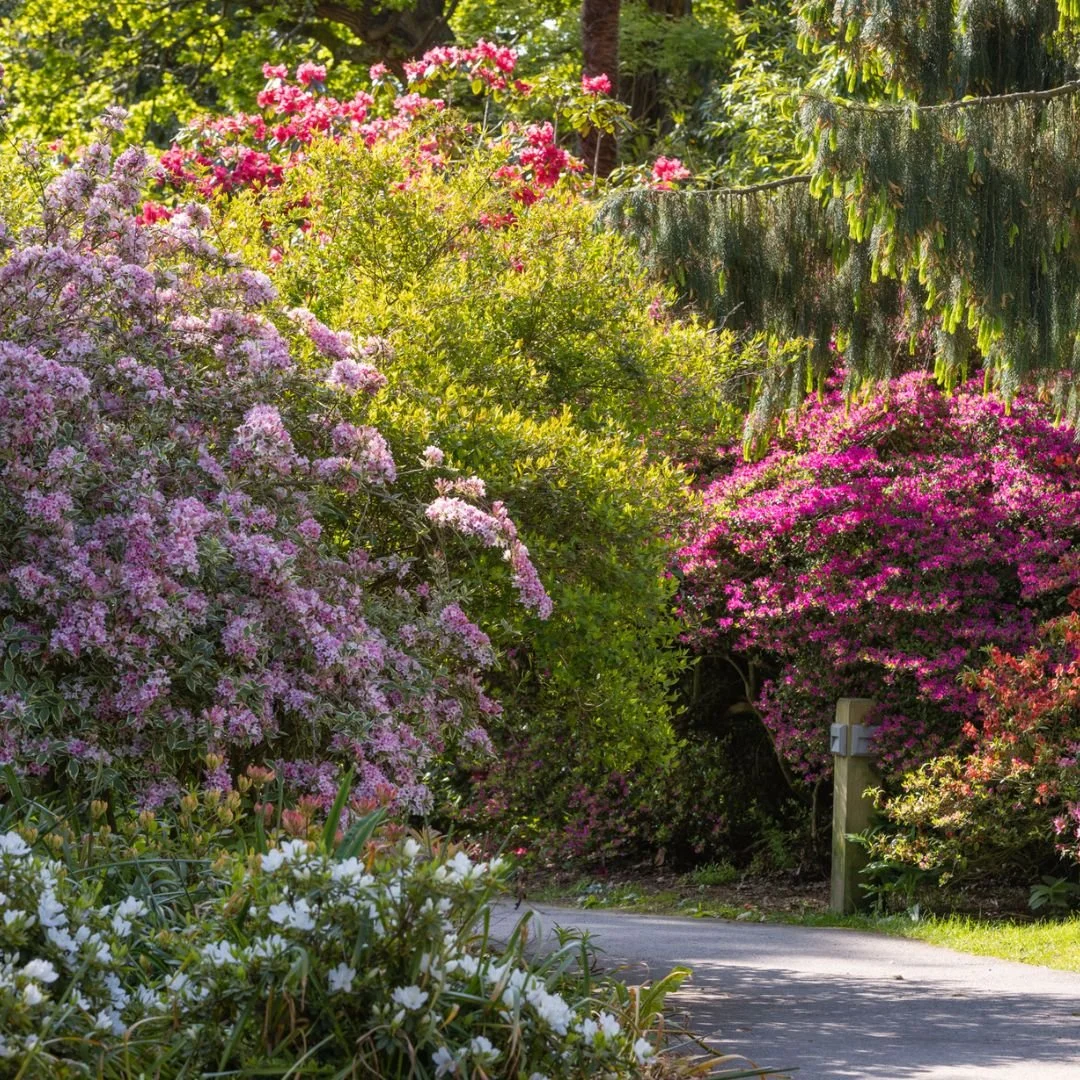 Early Signs of Spring | Leonardslee Gardens