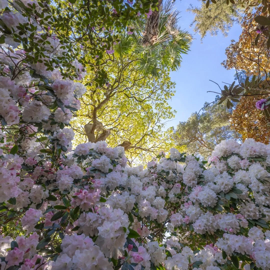Early Spring at Leonardslee Horsham Sussex (8).jpg