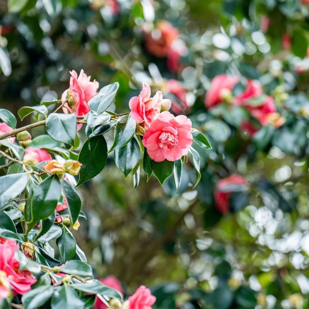 Early Signs of Spring at Leonardslee Lakes &amp; Gardens