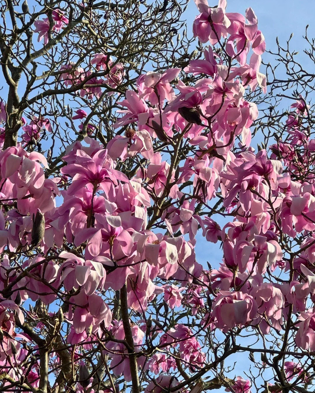 Magnolias paint soft pink and white poetry in the air - a blush on the face of spring. 🌸

#Magnolias #PinkBlooms #BeautifulFlowers #EarlySpring