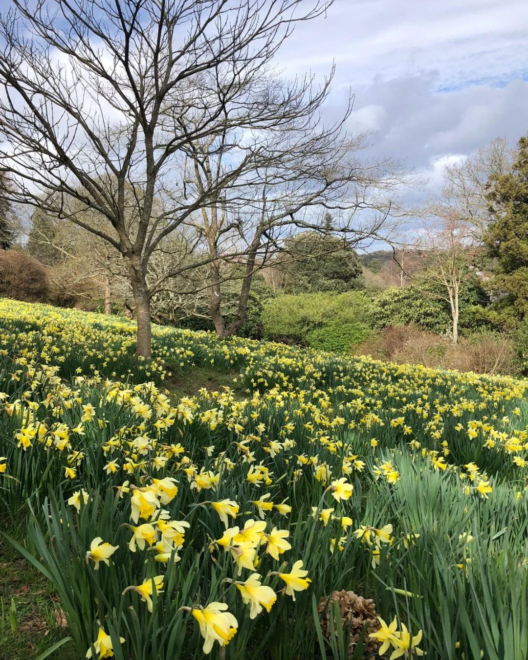 The gardens are dotted with the bright yellow of blooming daffodils - one of the first true signs that spring is on its way.

And if the season feels like it is arriving a little earlier than usual, you&rsquo;re not imagining it. Our blooms are curre