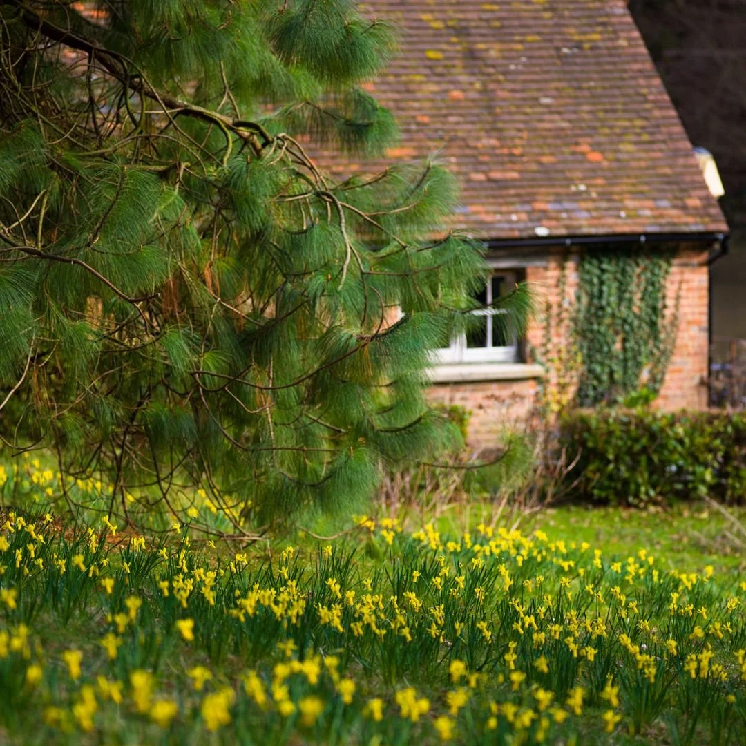 Daffodils in bloom Leonardslee Gardens Sussex (19).jpg