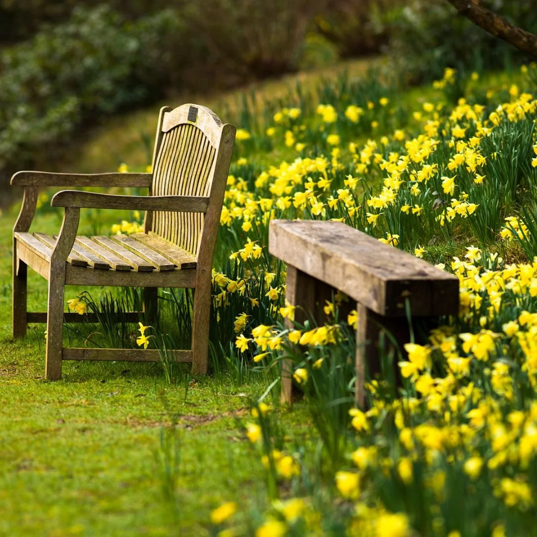 Daffodils in bloom Leonardslee Gardens Sussex (18).jpg