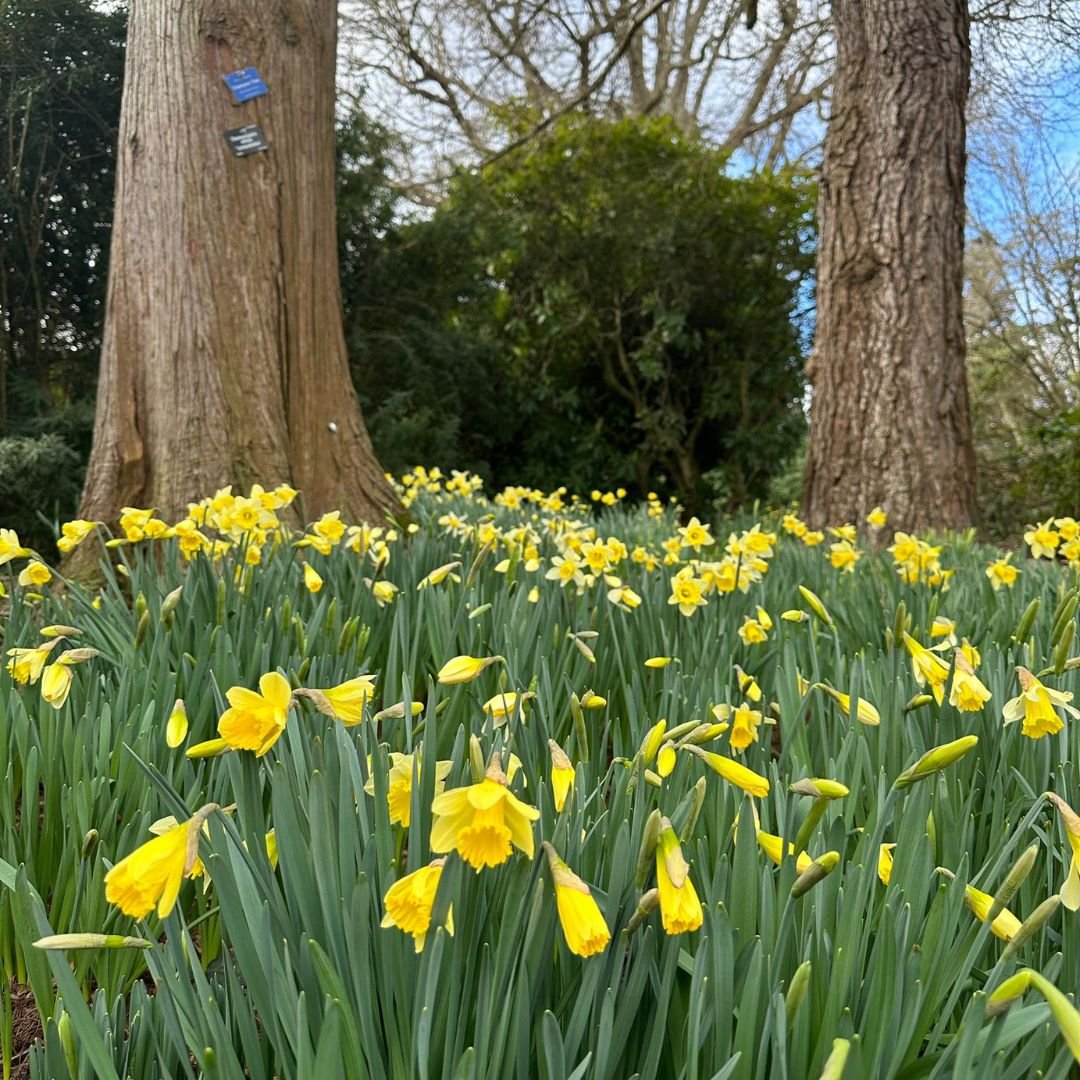 Daffodils in bloom Leonardslee Gardens Sussex (10).jpg