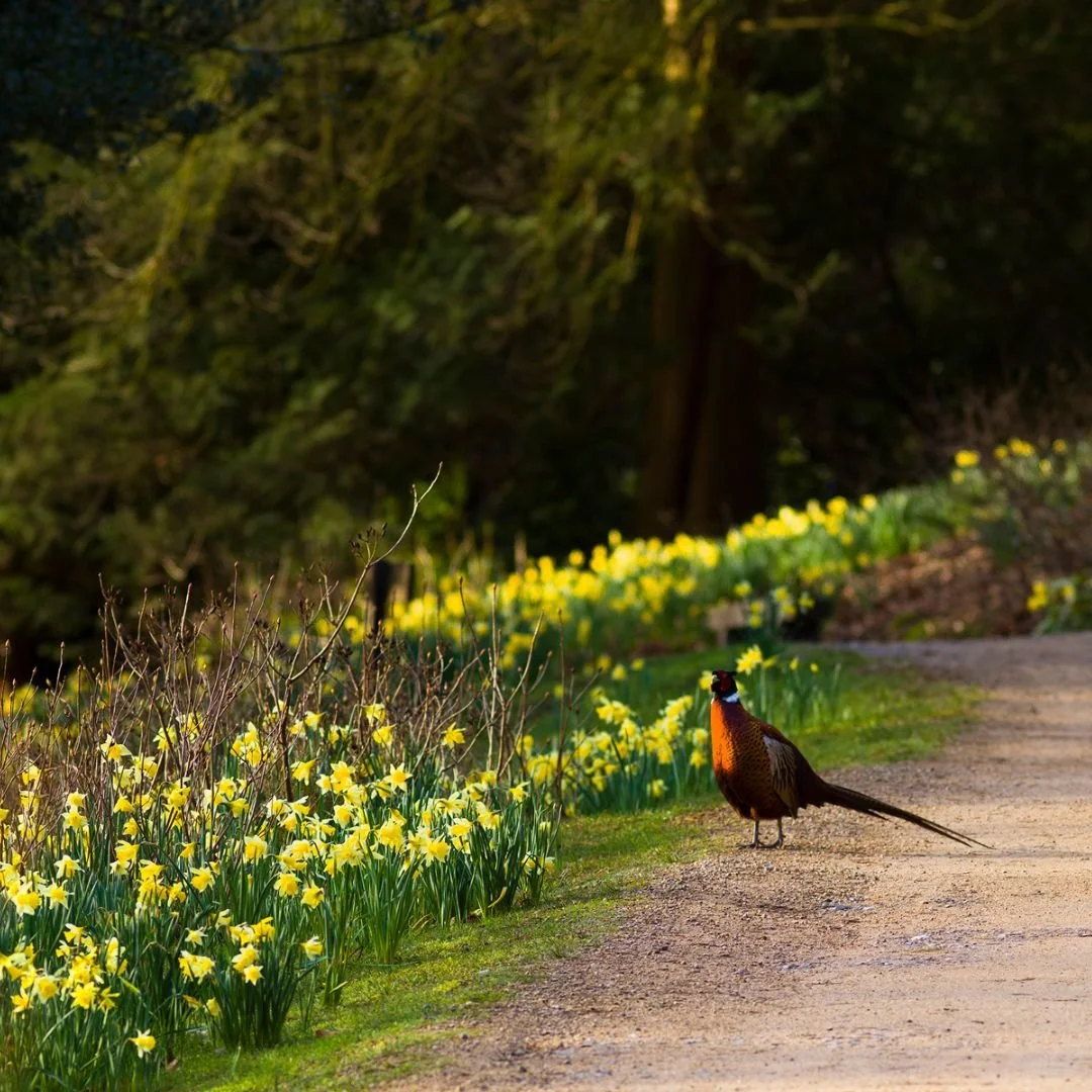 Daffodils in bloom Leonardslee Gardens Sussex (1).jpg