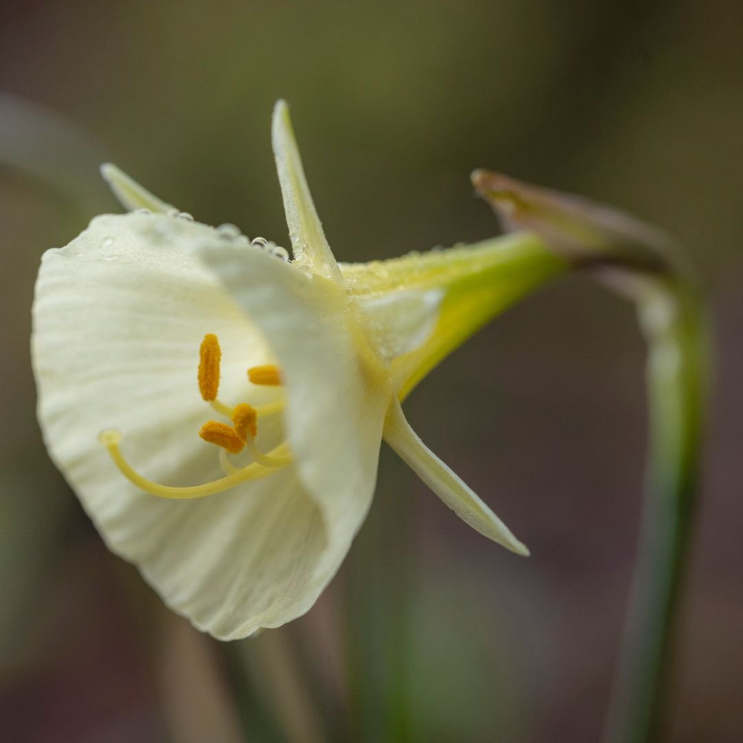 Daffodils in bloom Leonardslee Gardens Sussex (13).jpg