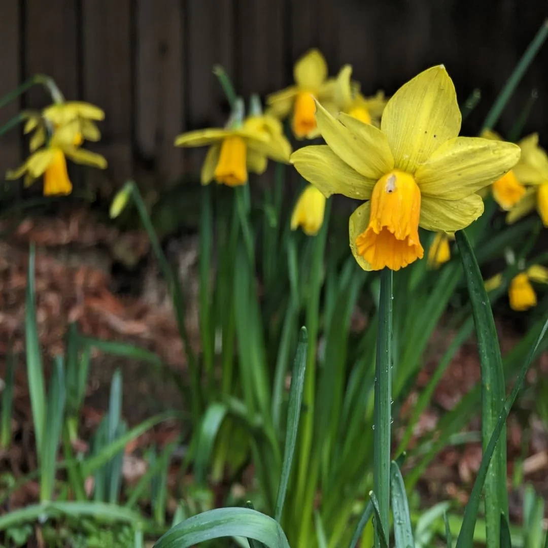 Daffodils in bloom Leonardslee Gardens Sussex (4).jpg
