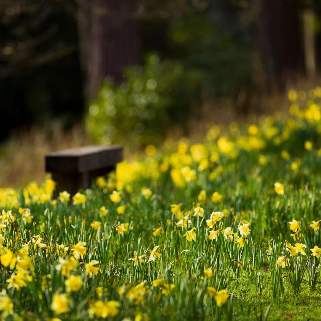Daffodils in bloom Leonardslee Gardens Sussex (16).jpg